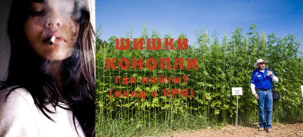 сатива Аркадак