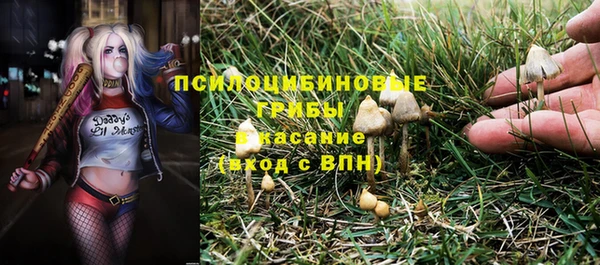 сатива Аркадак